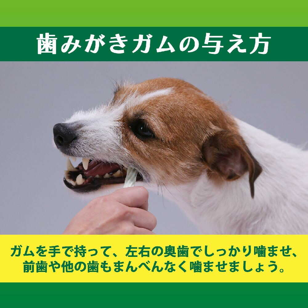라이온 펫키스 식후 양치 덴탈껌 소형견용 135g