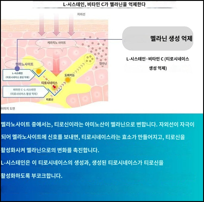 트란시노 화이트C 프리미엄 270정(45일분)